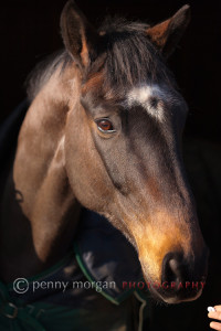 Equestrian-Images-9