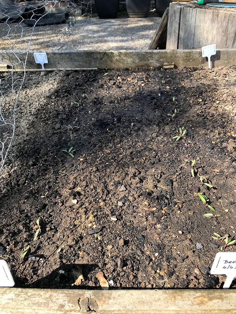 beetroot, seedlings, thinning, rows,