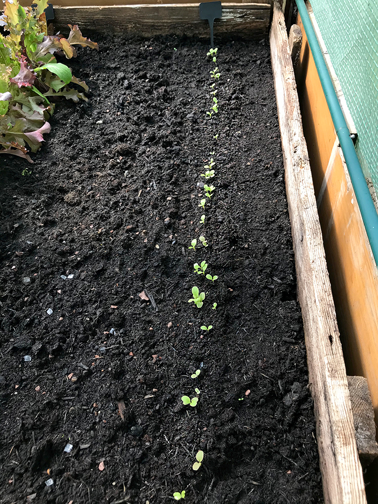 Lettuce, seedlings, vegetables, home grown
