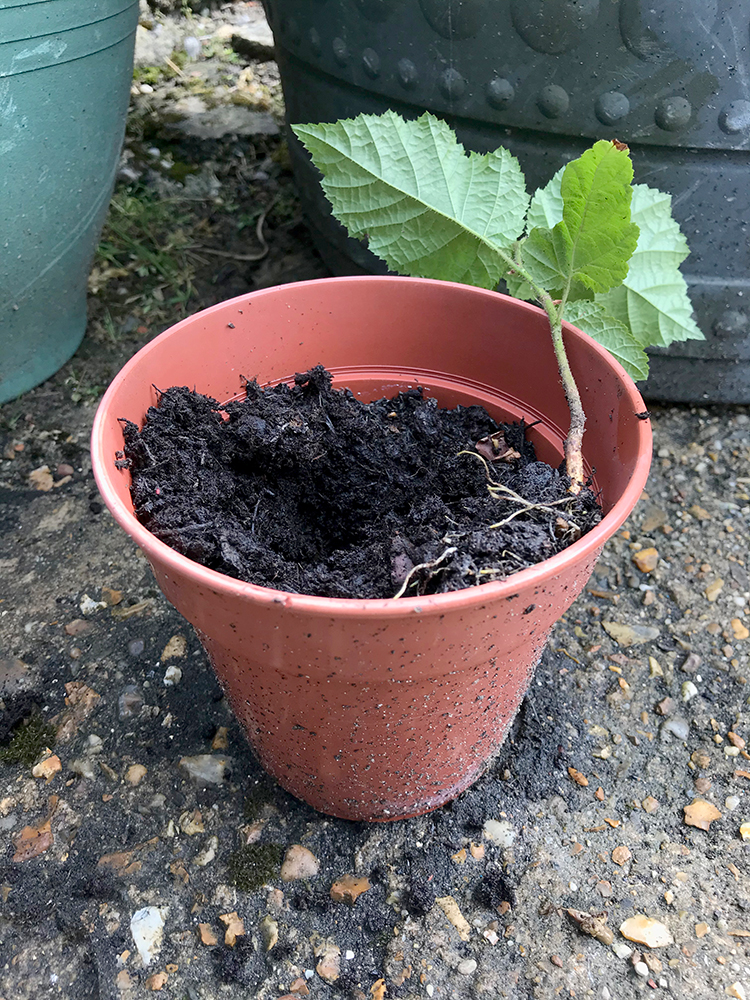 hazelnut plant, potted, home grown,