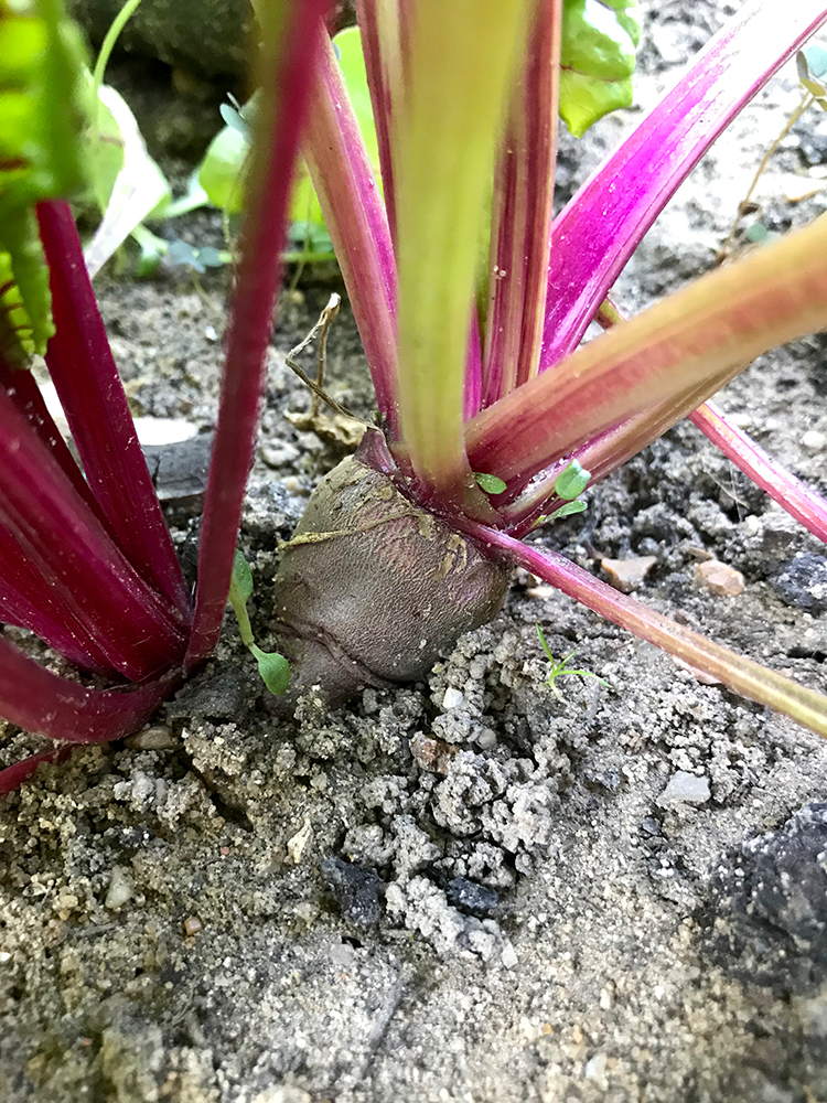 Beetroot, vegetables, home grown