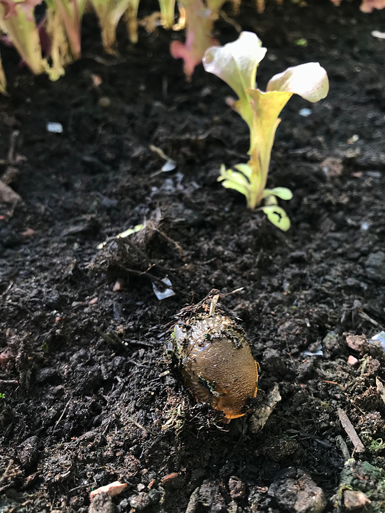 slug, pest, vegetables, caught in the act.