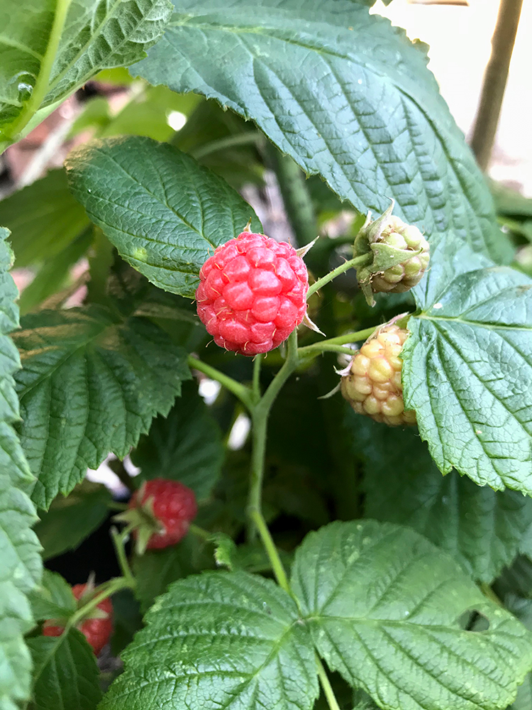 raspberry, fruit, home grown, 